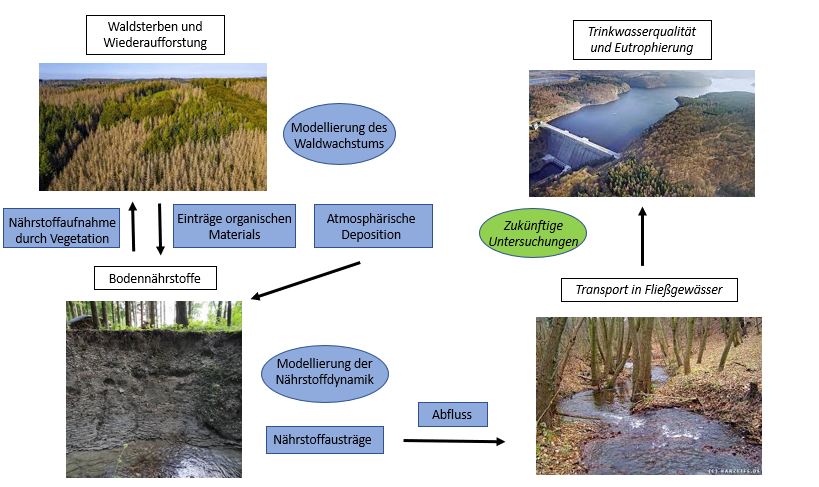 Waldsterben und Wiederaufforstung